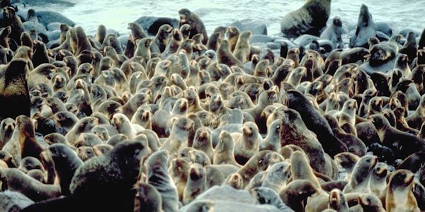Seals on Pribilof Islands